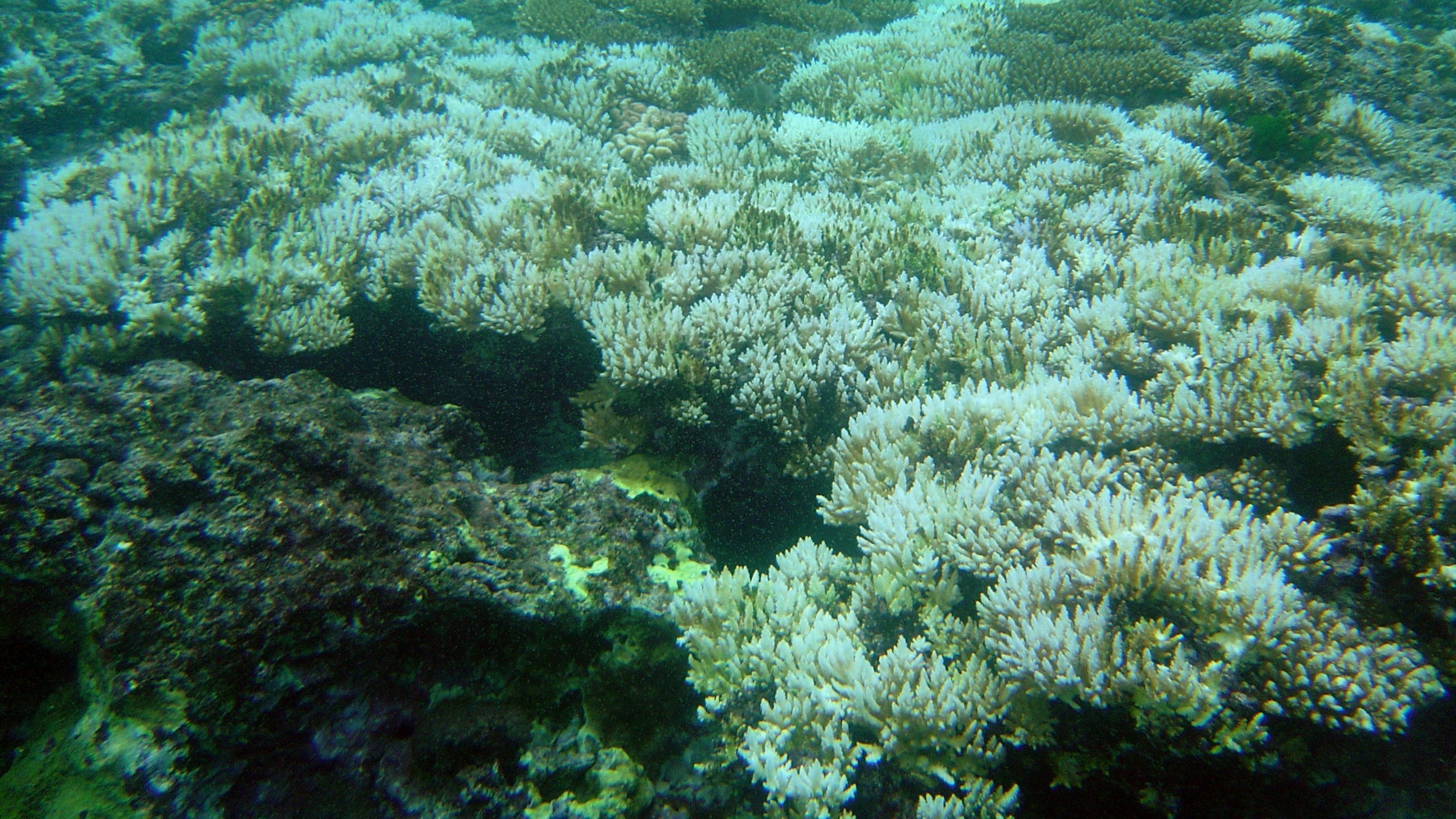 Bleaching coral reef in the Mariana Islands, Guam (NOAA/David Burdick)