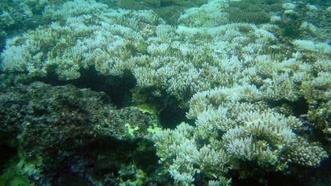 El Niño All But Confirmed: 90% Probability of Transition Signals the Arrival of Warmer, Drier Years 4 Bleaching coral reef in the Mariana Islands, Guam (NOAA/David Burdick)