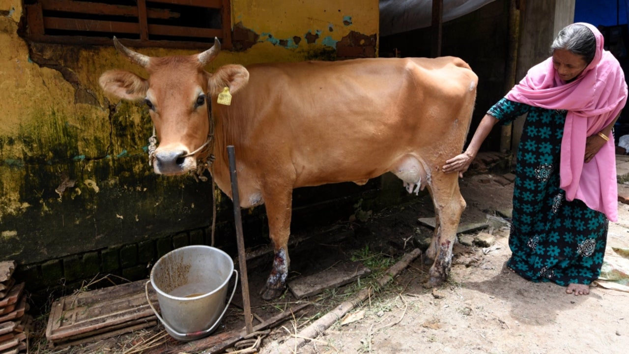 Curd Obtained From Cows of Indian Breed Help Fight Stomach Ache ...