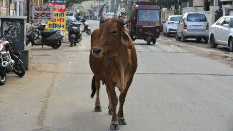 A cow.(Arvind Sharma/BCCL Jaipur)