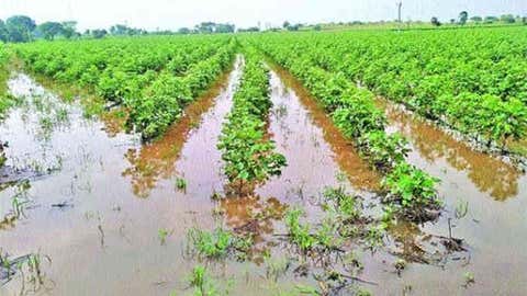 Telangana Farmers Suffer Crop Damage Due to Unseasonal Rains | Weather.com
