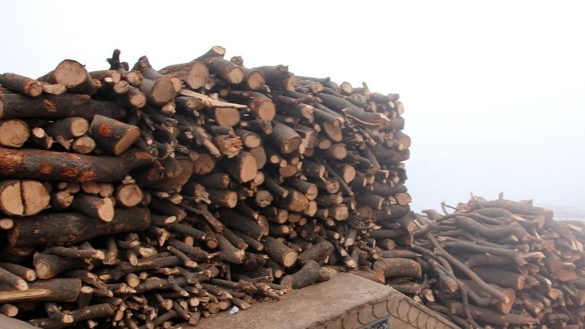 Dead Trees Emit Whopping 10.9 Billion Tonnes of Carbon Per Year, Says FirstofItsKind Study