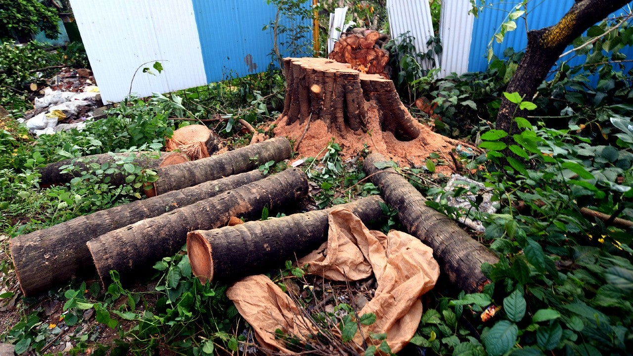 Uttarakhand Has Lost 50,000 Hectares of Forest Land in the Past 20 ...