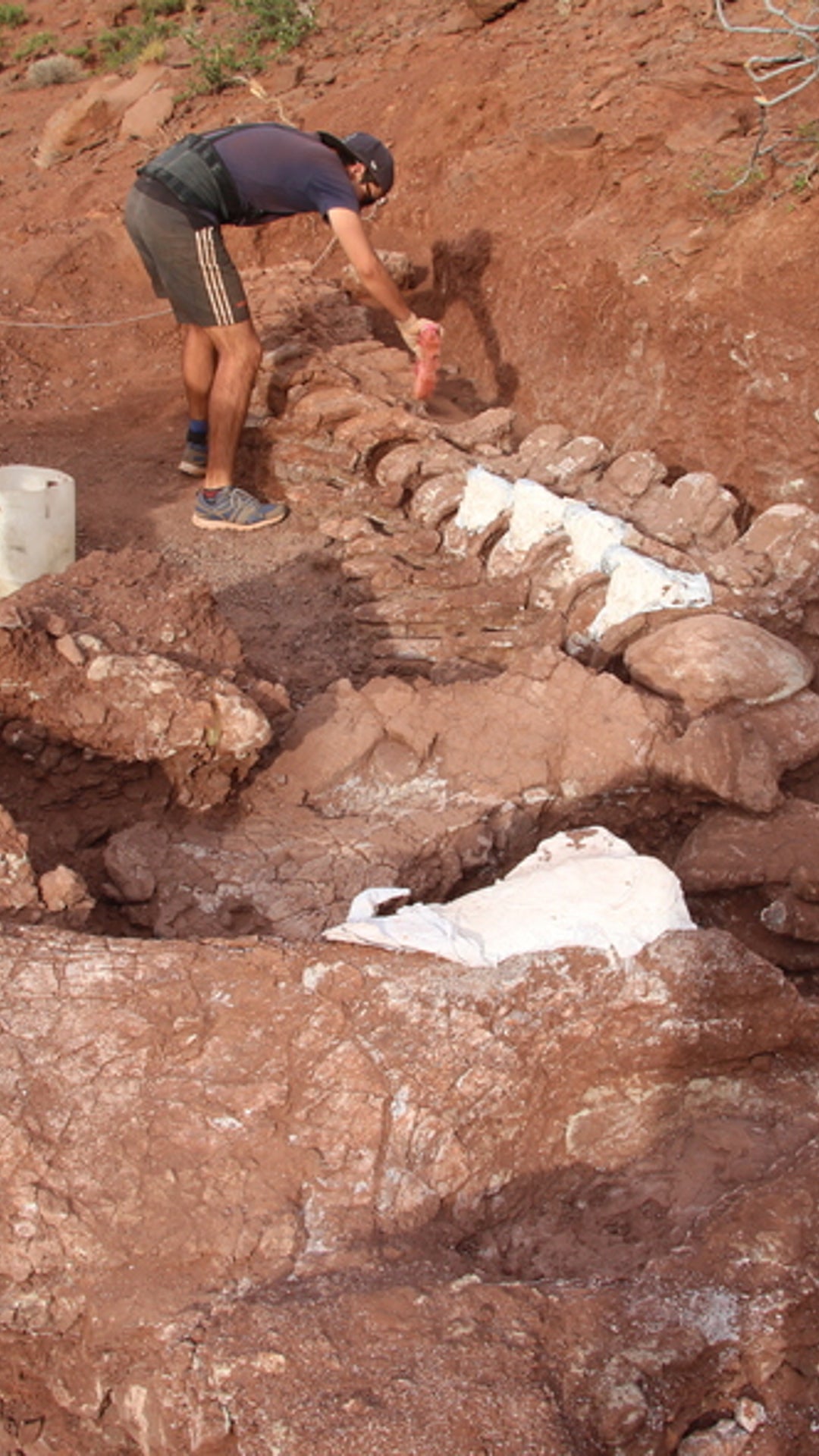 A Titan Among Beasts: Gigantic Fossil Recovered From Argentina Could Belong to Largest Dinosaur Ever | Weather.com