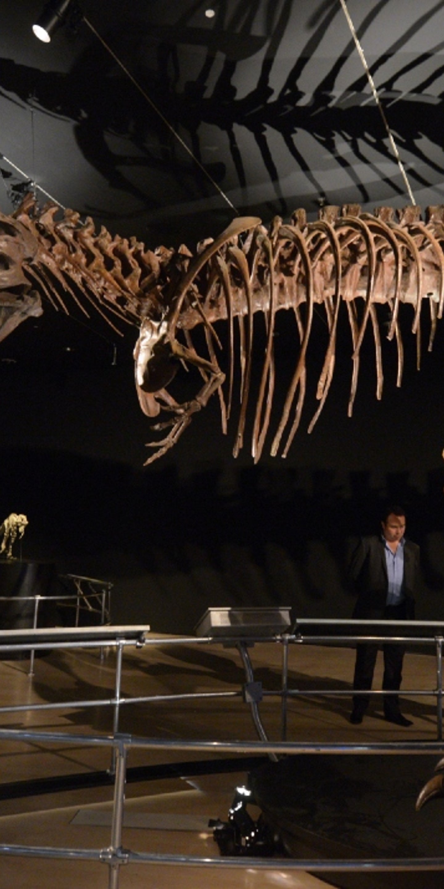 T-rex was as smart as the modern day primates, study claims