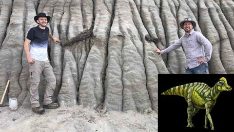 Dr. Brian Pickles of the University of Reading and Dr. Caleb Brown of the Royal Tyrrell Museum stand next to exposed fossils of a juvenile duck-billed dinosaur in Dinosaur Provincial Park, Alberta; Illustration of a juvenile hadrosaur by Julius Csotonyi (Melissa Dergousoff/University of Reading/Courtesy of the Royal Tyrrell Museum of Palaeontology)