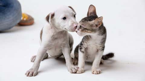 A puppy and a kitten. (TOI, BCCL, Mumbai)