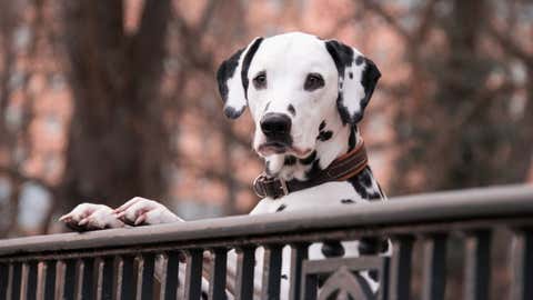 A dog.(IANS)