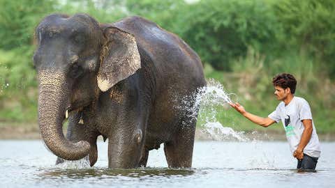 EcoGuardians: Kartick Satyanarayan on Conserving India’s Wild, Rescuing Animals, Wildlife SOS and More 5 Elephant at the care centre of WIldlife SOS. (WIldlife SOS)