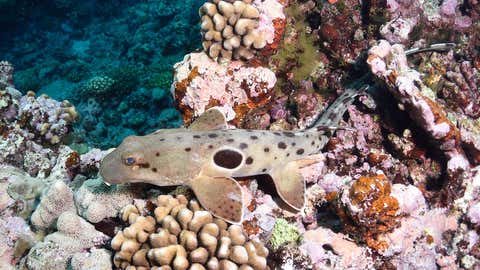 The epaulette shark walks both in and out of water and is found within the reef flats around Australia's southern Great Barrier Reef (Florida Atlantic University)