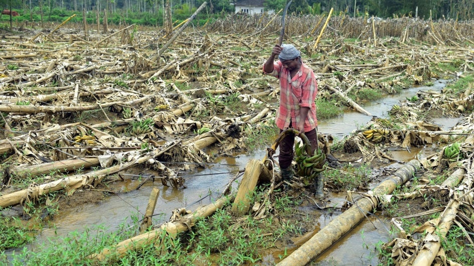Kharif Crops Under Threat Due to Heavy Rain Forecast in Second-Half of September | The Weather Channel