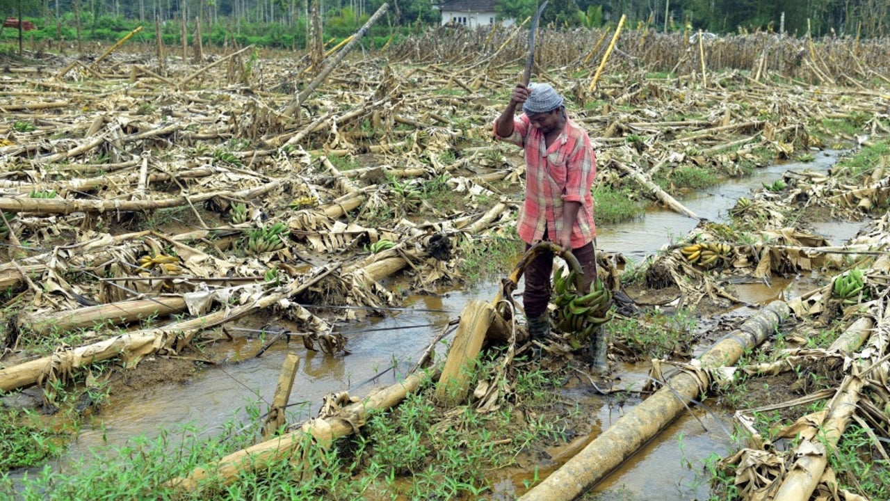 Kharif Crops Under Threat Due to Heavy Rain Forecast in Second-Half of September | The Weather Channel