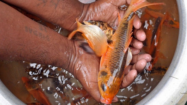 State Fish of Sikkim: Unveiling the Aquatic Jewel 2 State Fish of Sikkim: Unveiling the Aquatic Jewel