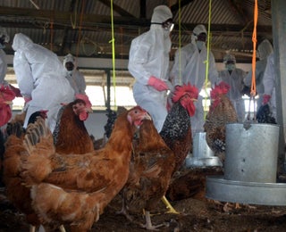 bird flu confirmed in seven states authorities jump to action the weather channel articles from the weather channel weather com