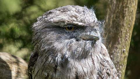 Tawny Frogmouth (@mathews.wildlife/Instagram)