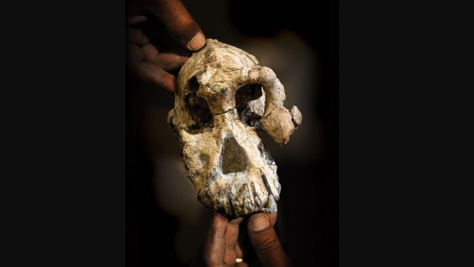 Oldest Known Human Skeleton The Extraordinary Story Of How A