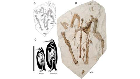 (A) A line drawing of the Kairuku waewaeroa specimen. (B) A photo of the specimen with most bones in ventral view. (C) Skeletal and size comparison of Kairuku waewaeroa and emperor penguin, Aptenodytes forsteri. (Journal of Vertebrate Paleontology)