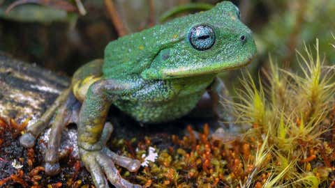 Marsupial Frog (Peruvian state service for the protection of natural spaces)