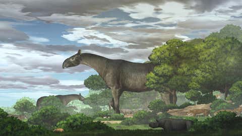 Oligocene 기간 동안 Linxia 분지에서 거대한 코뿔소와 그 동료의 생태 학적 복원. (첸 유)