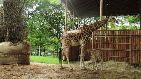 Giraffe in Mysuru. (IANS)