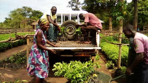 Uganda project. (Gow Trees)