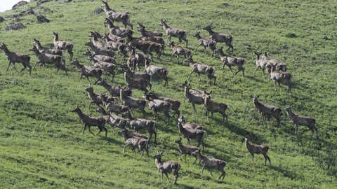 Kashmir stag or Hangul (IANS)