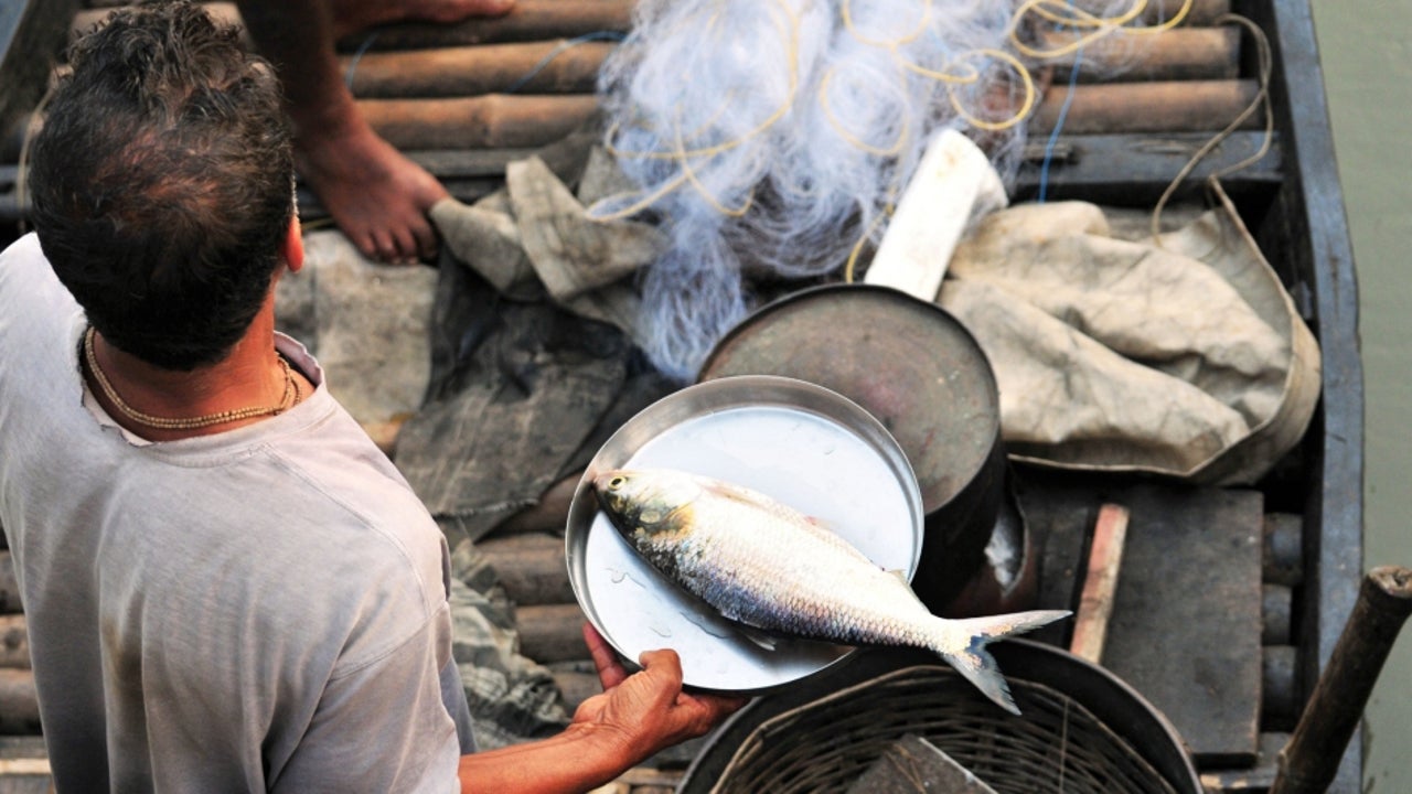 Hilsa Population Under Durga Pujo Stress The Weather Channel