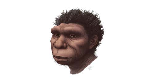 Artist rendering of Homo bodoensis. (Ettore Mazza)