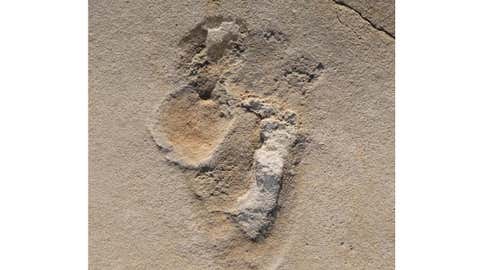 Tracks in the sand: One of over 50 footprints of predecessors of early humans identified in 2017 near Trachilos, Crete. Dating techniques have now shown them to be more than six million years old. (University of Tübingen)