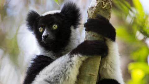 Andrew Lemur (Philippi Caragati)