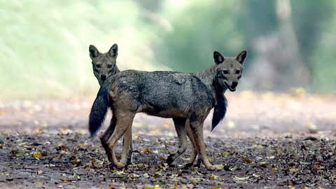 Indian jackals. (Shankar Lr/BCCL Chennai)