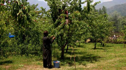 A Kashmiri farmer plucks cherries in an orchard on a bright, warm day in Srinagar. (Bilal Bahadur/TOI, BCCL, Delhi)