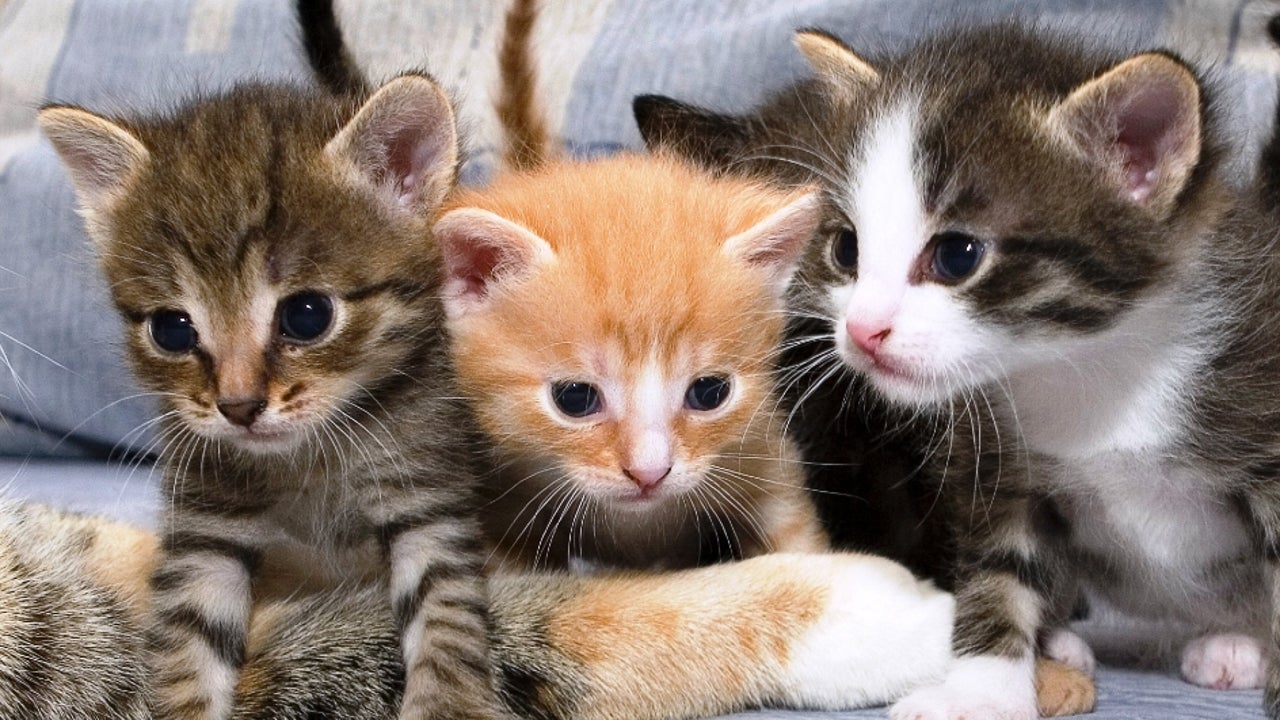 Pet Animals Must Follow Same Social Distancing Norms as People ...