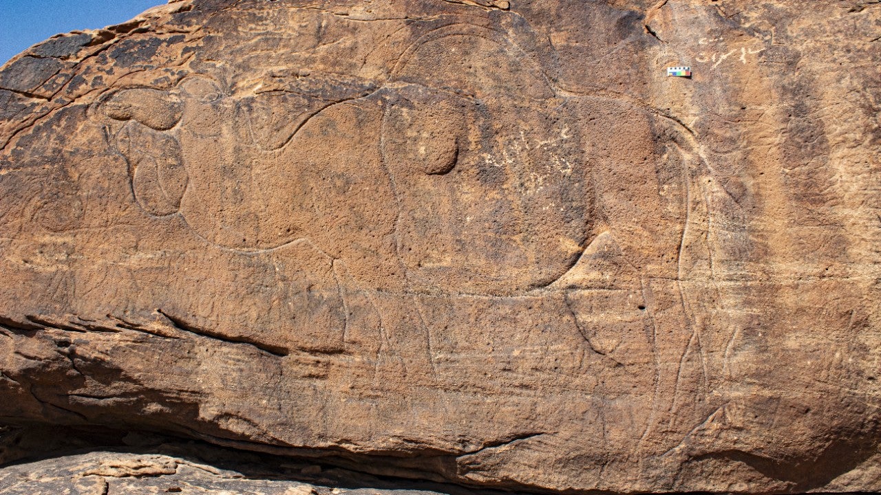 The mysterious camel carvings in the Saudi Arabian desert were likely created thousands of years ago. (Guagnin, Maria, et al. “Before the holocene humid period: Life-sized camel engravings and early occupations on the southern edge of the Nefud Desert.” Archaeological Research in Asia, vol. 36, 2023, p. 100483, https://doi.org/10.1016/j.ara.2023.100483.)