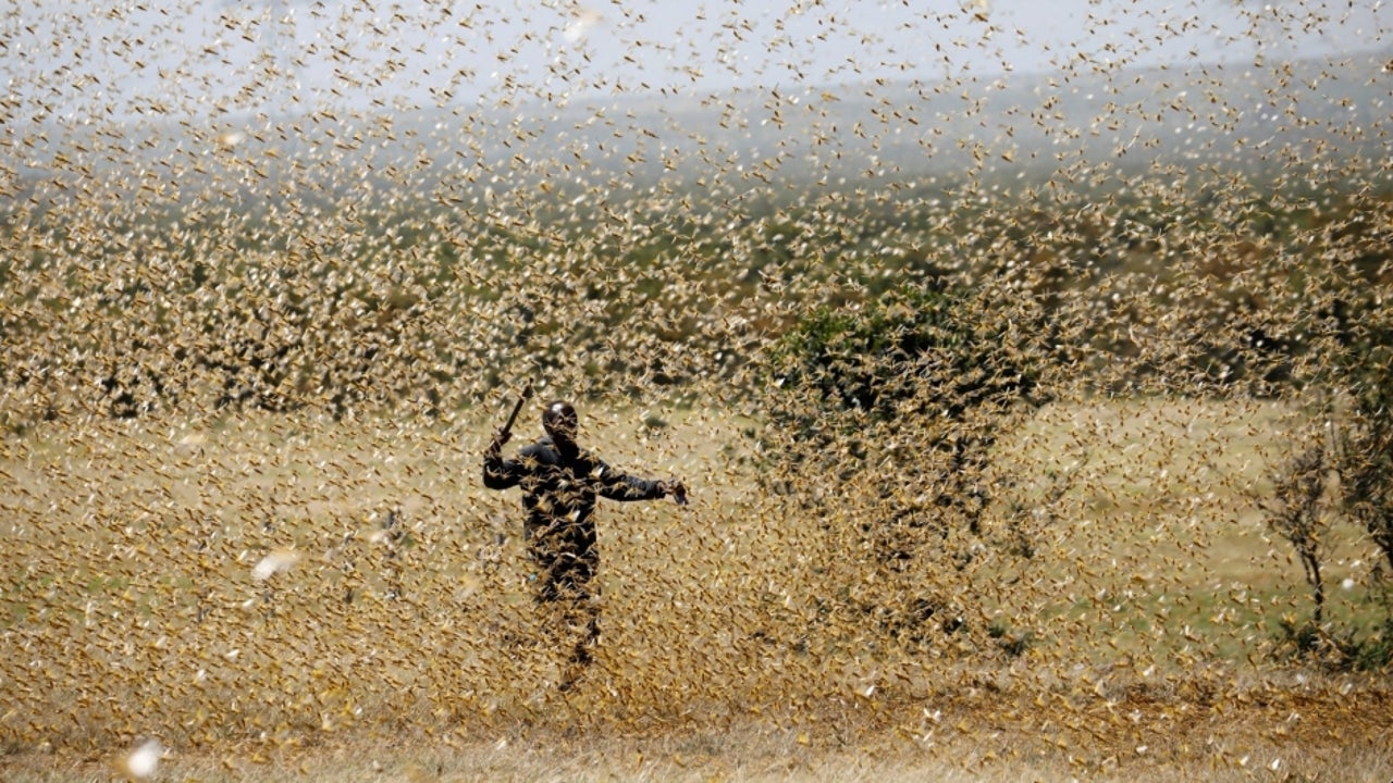 Locust Attack: Several Districts in Uttar Pradesh Put on Alert; Drones to Help Control Swarms | The Weather Channel - Articles from The Weather Channel | weather.com