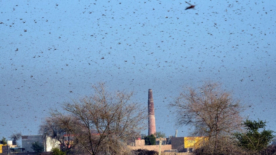 Government to Use Planes, Drones to Fight Locust Swarms in Rajasthan