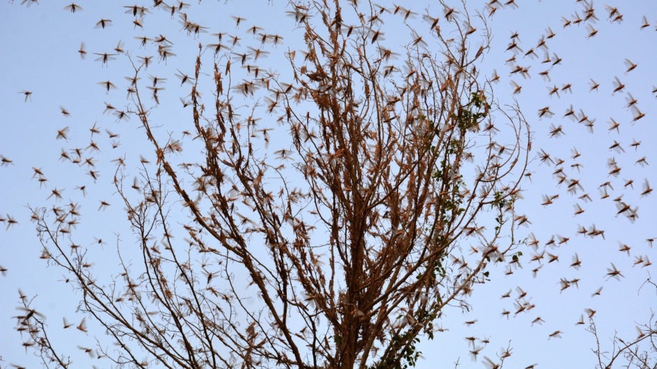 UN FAO Warns of a LargeScale Locust Outbreak in Afghanistan's Wheat