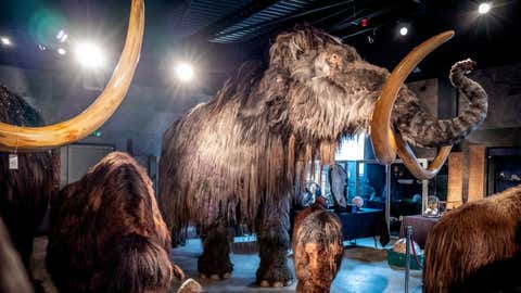 Earth Day Can Genetic Technology Help Resurrect Extinct Species The Weather Channel Articles From The Weather Channel Weather Com Earth Day Can Genetic Technology Help Resurrect Extinct Species The Weather Channel Articles From The Weather Channel Weather Com