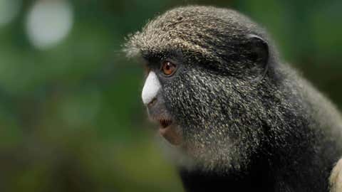 Female putty-nosed monkey (Kolopp/WCS)