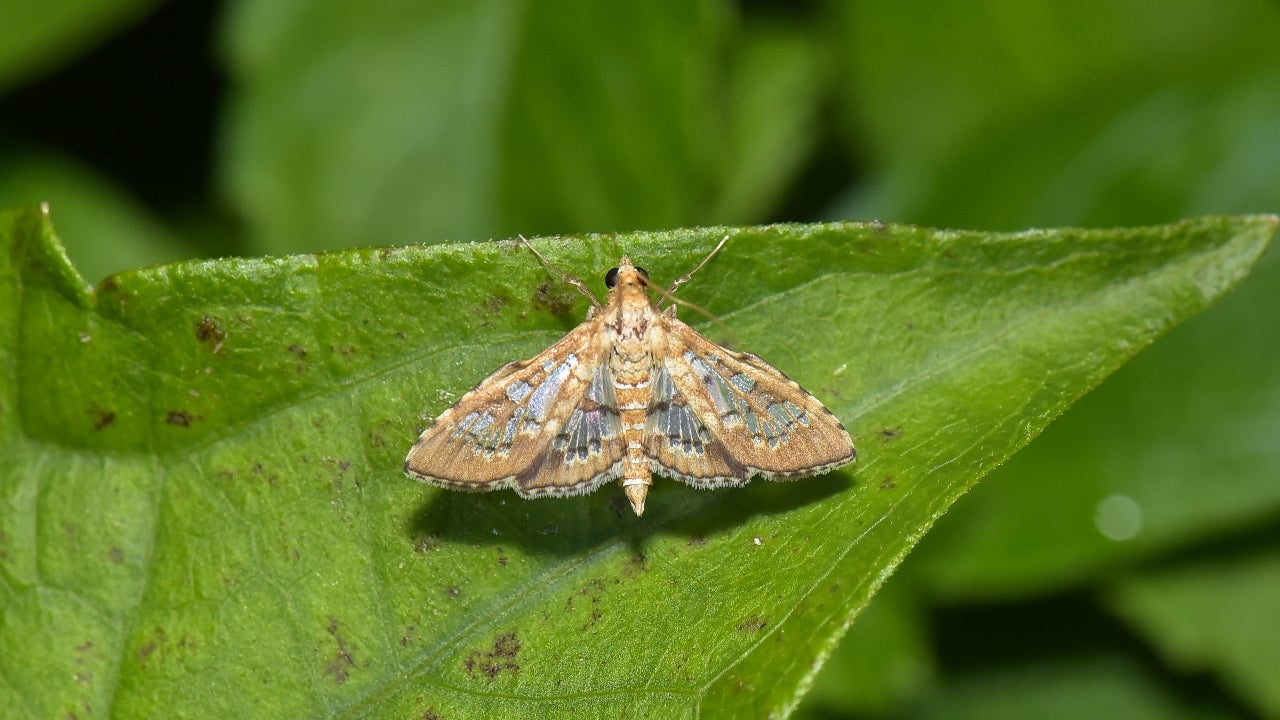Butterflies Moths Bees Amp Amp PDF) Musings On The Birds And Bees