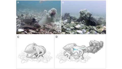 Debris throwing by Octopus tetricus in the wild: Panel A - Octopus (left) projects silt and kelp through the water (from video by Peter Godfrey-Smith); B – an octopus (right) is hit by a cloud of silt projected through the water by a throwing octopus (left; see SI for video of this event); C, D The mechanics of throwing behavior, C – shells, silt, algae or some mixture is held in the arms preparatory to the throw, mantle is inflated preparatory to ventilation during the throw, siphon at this stage may still be visible in its usual position projecting from the gill slit above the arm crown; D – siphon is brought down over rear arm and under the web and arm crown between the rear arm pair (arms R4 and L4), and water is forcibly expelled through the siphon, with contraction of the mantle, as held debris is released, projecting debris through the water column. (Illustrations by Rebecca Gelernter.)