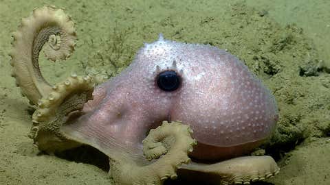 Octopus (NOAA Ocean Search and Research Bureau, 2013 Northeast American Canyon Tour.)