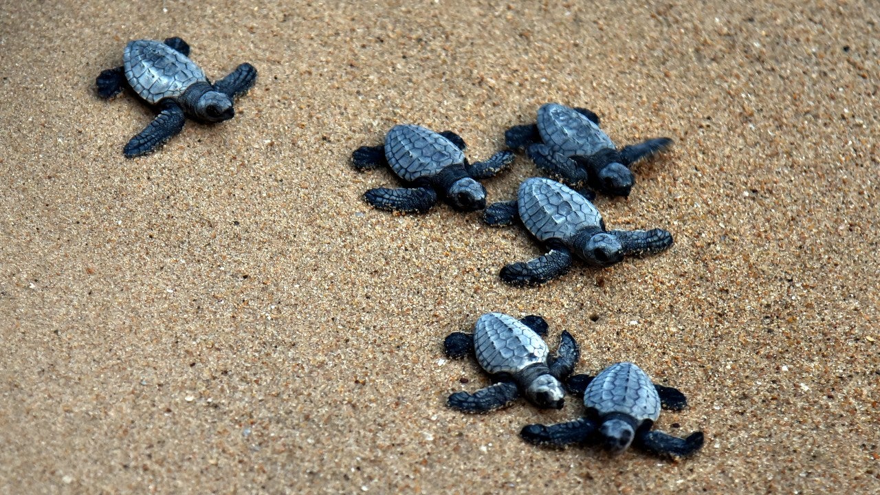 Baby Olive Ridley Cute Baby Olive Ridley Sea Turtle Hatchling Crawling