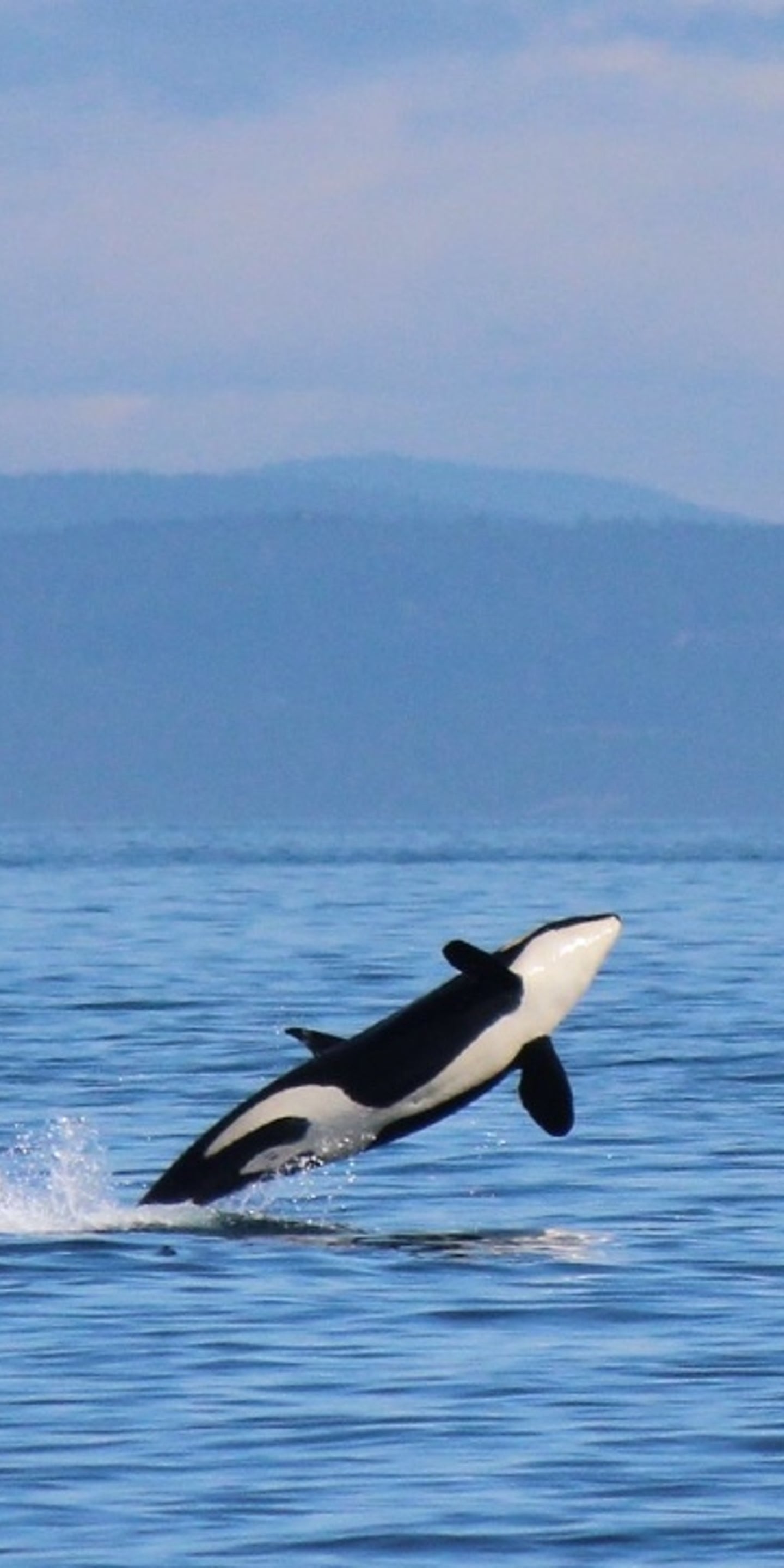 Orca