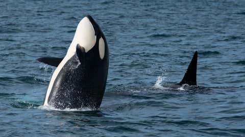 Representational image (Robert Schwemmer/NOAA)