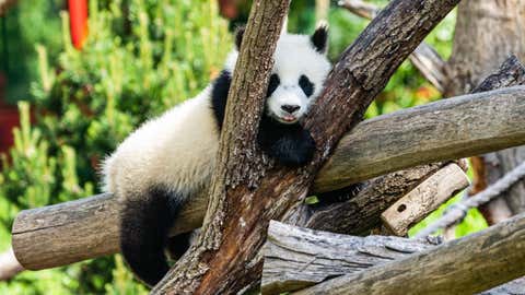 A giant baby panda rests at Berlin Zoo in Berlin, capital of Germany, May 28, 2020. Giant pandas "Meng Meng", "Jiao Qing" from China and their twins "Meng Xiang", "Meng Yuan" attracted many visitors although restrictions are still imposed at the zoo.