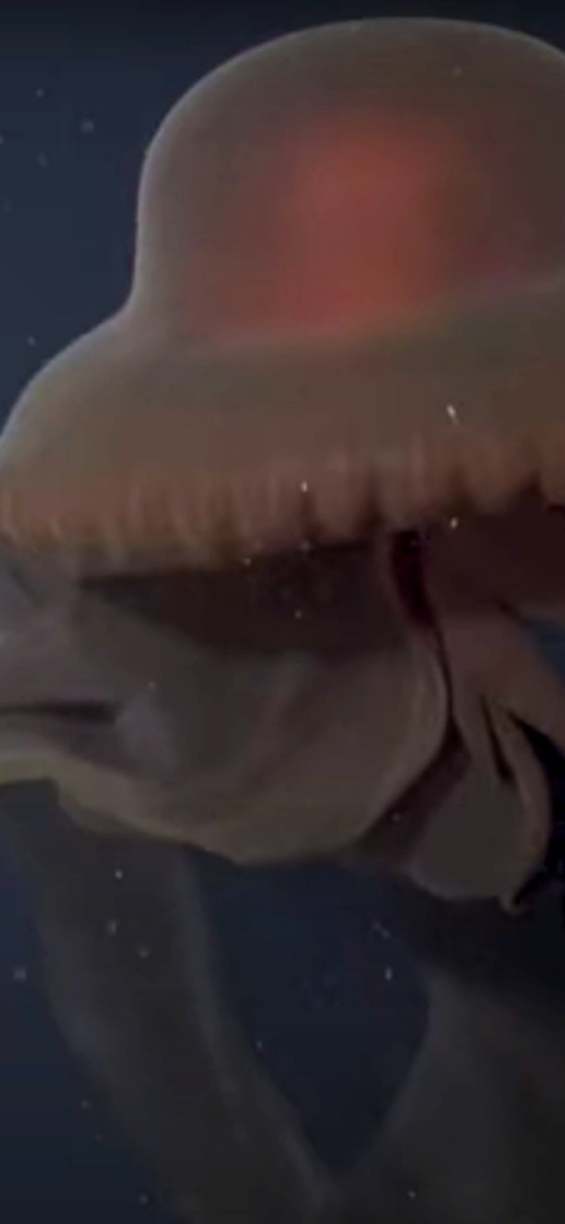 Giant Deep Sea Jellyfish giant-deep-sea-jellyfish
