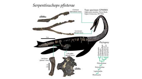 Serpentisuchops pfisterae (Credito immagine: iScience (2022))