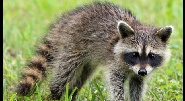 Every Racoon Type Types Of Raccoons In The Temperate Rainforest