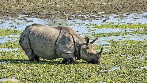 A rhinoceros. (IANS)